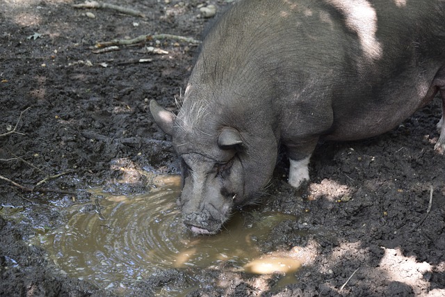 展示了如何 展示了如何