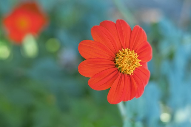 空中技巧金 空中技巧金