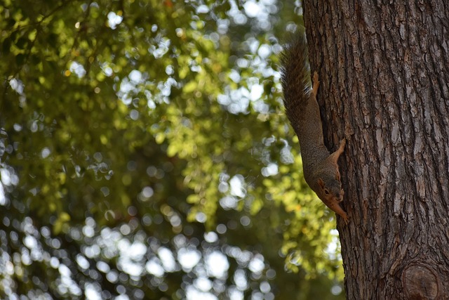 NBA常规赛：黄蜂主场110-106险胜爵士，终结五连败.